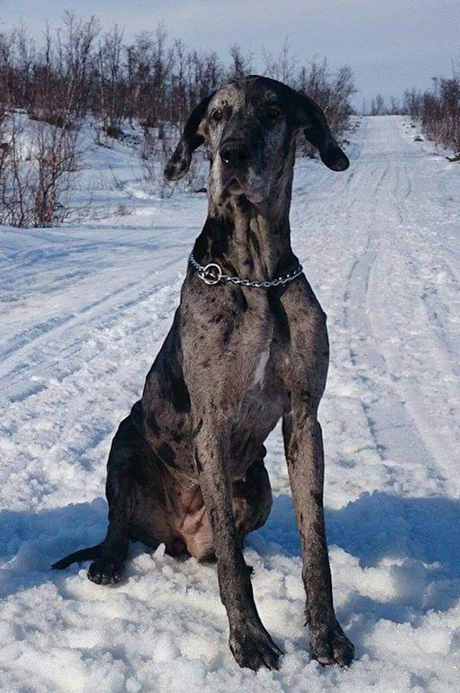 Nordic Giant’s Billy Jean